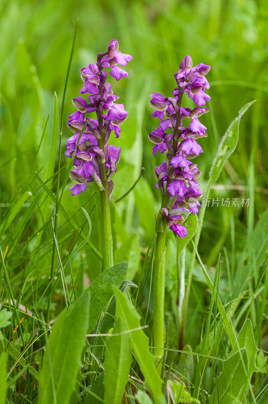 绿翼兰(Orchis morio)